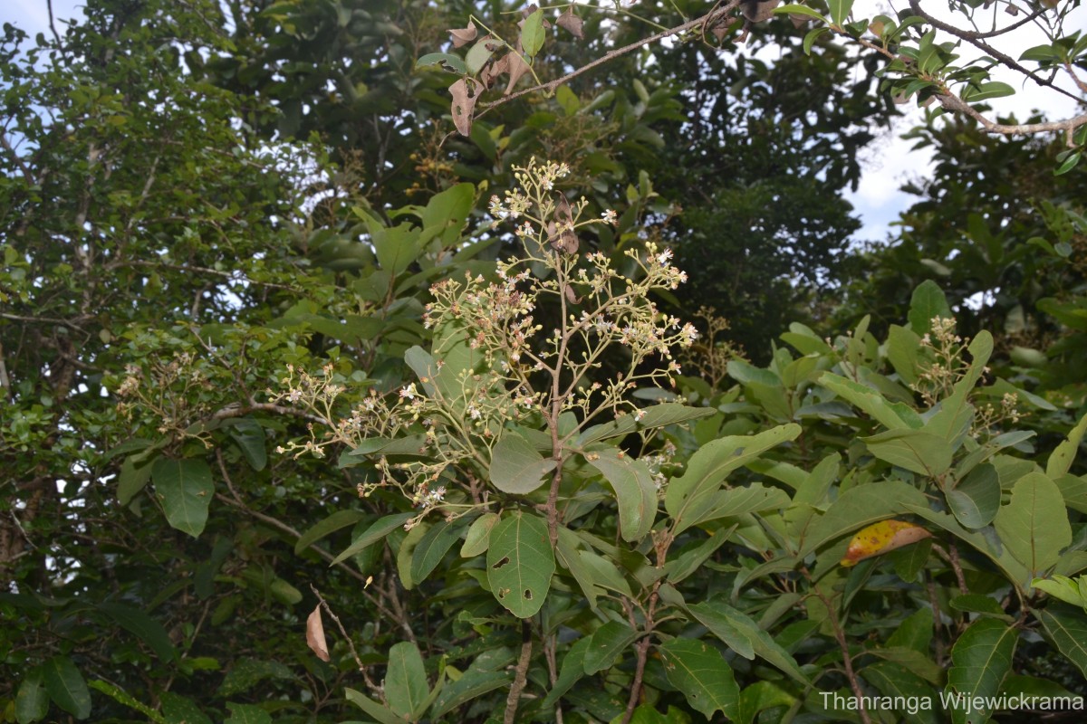 Pityranthe verrucosa Thwaites